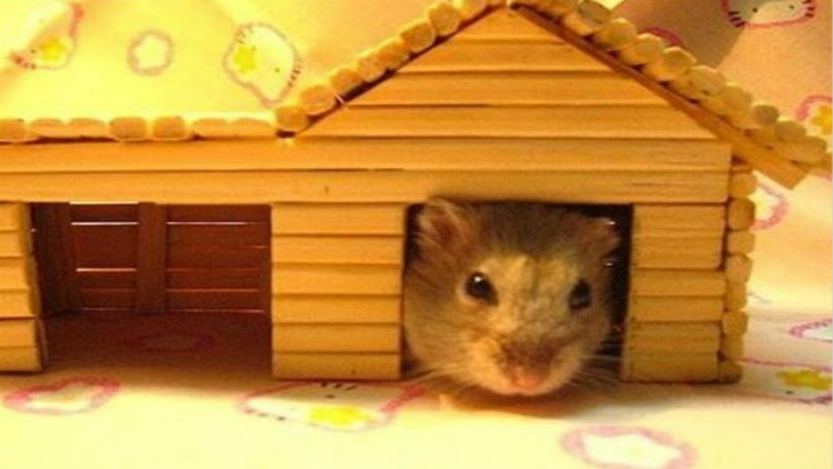 新手养仓鼠应该养什么品种的侏儒,新手养仓鼠养什么品种的好