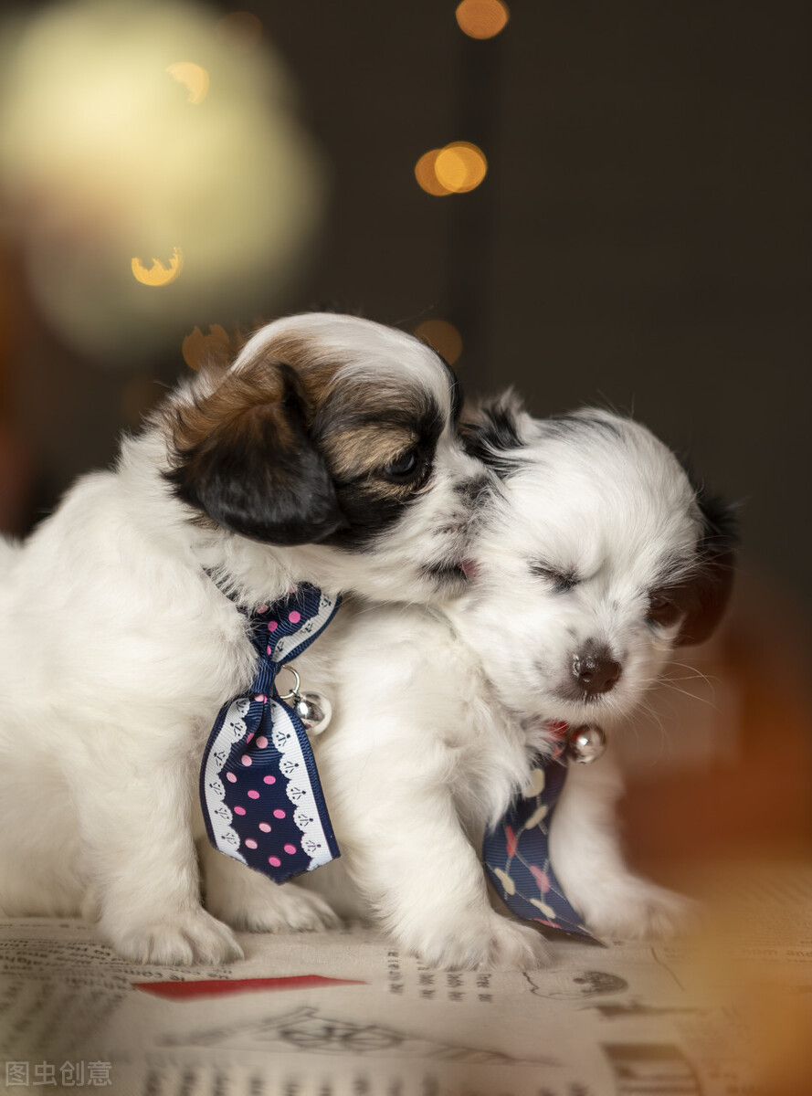 犬窝咳是不是属于感冒,犬窝咳症状不传染是什么原因