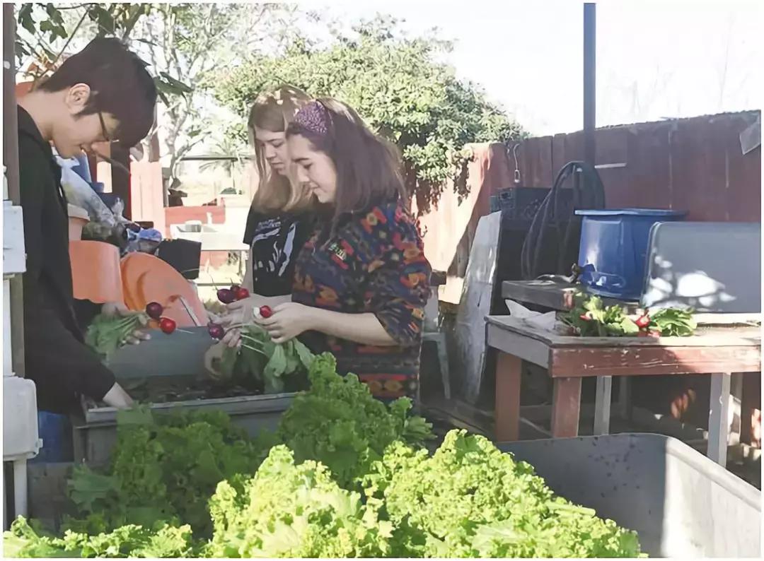 美国艾米农场,美国艾米农场新模式