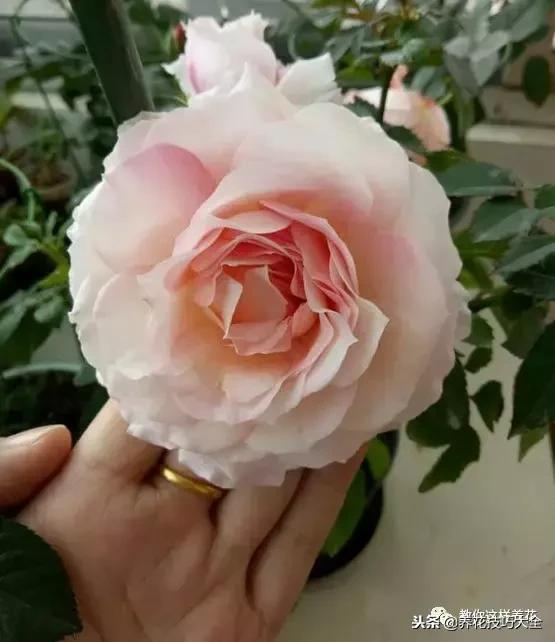 香味最好闻的十种花,一年四季都能闻到香味的四种花