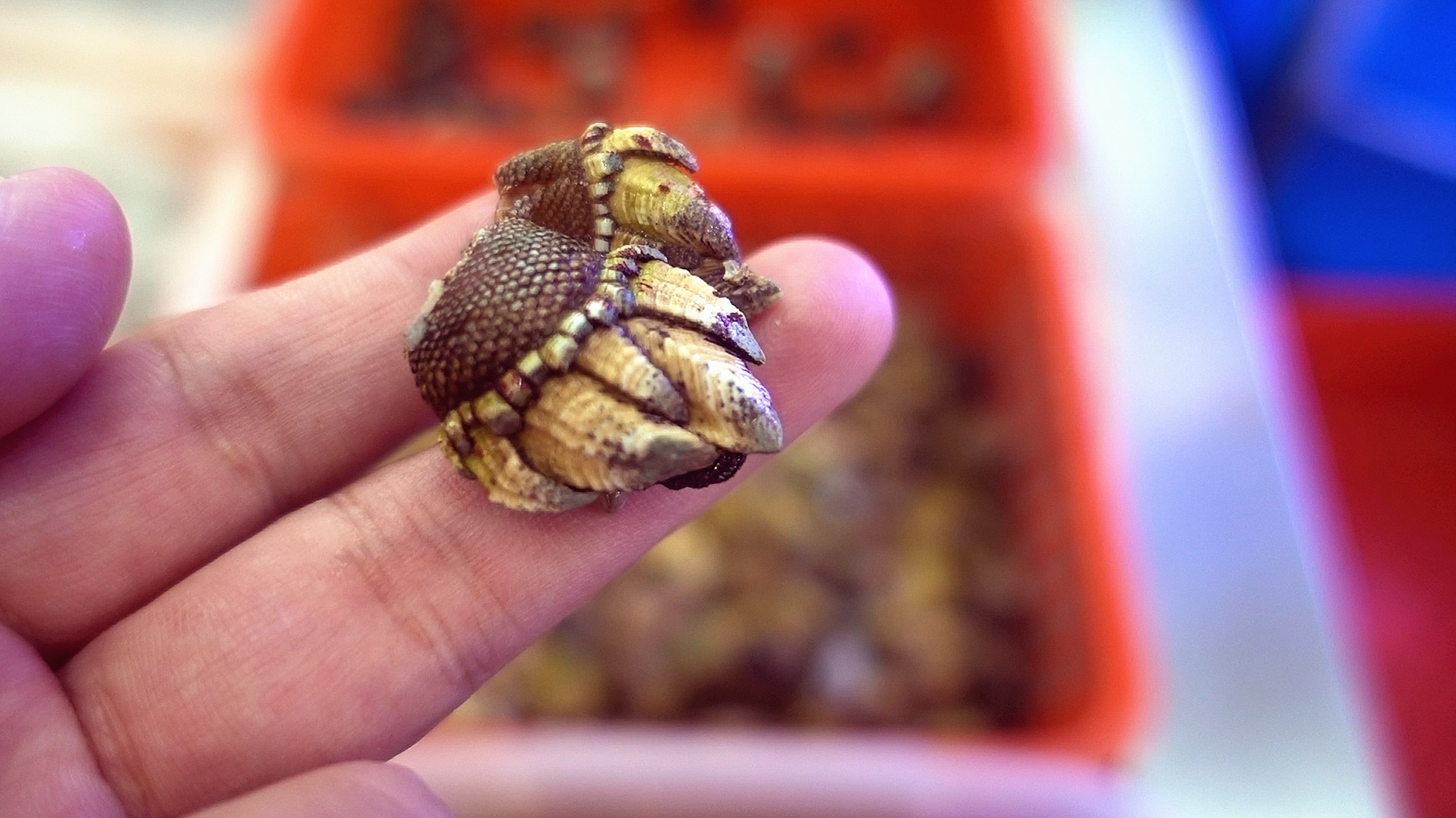 舟山品味海鲜,舟山人评象山海鲜