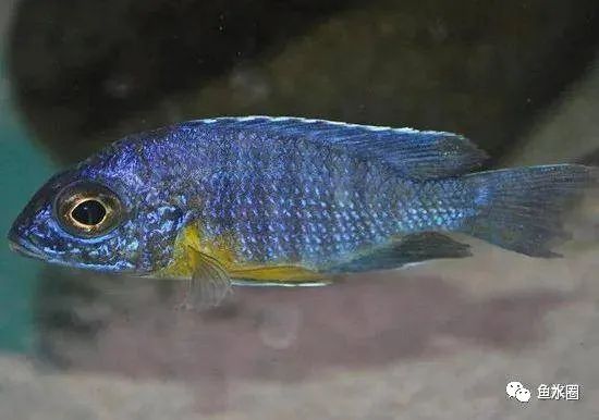 三湖慈鲷马鲷孔雀鱼多久发色,三湖慈鲷鱼之马鲷鱼