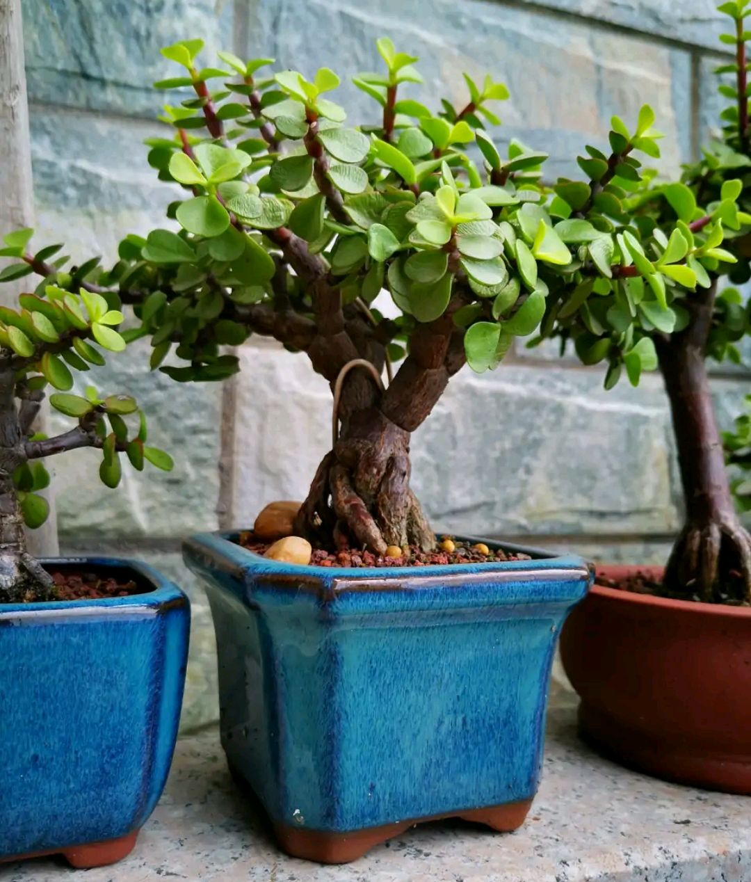 7种招财花春天爆芽,春节养6种招财花