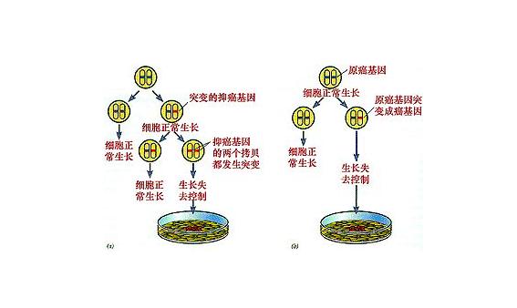 80后科学家预测癌症,两位女性科学家破解了基因锁