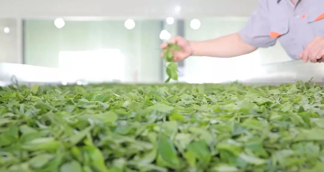 最全入门茶知识这一篇就够了,最全中国茶基础知识学茶必备