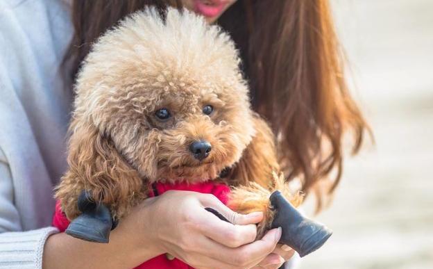 贵宾犬怎么养才不臭,贵宾犬怎么纠正护食