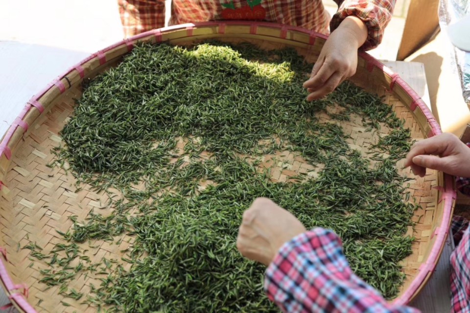 黄山毛峰的了解,了解黄山毛峰