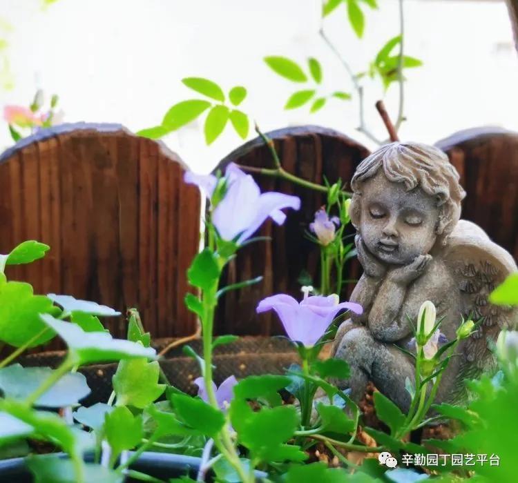 （2021）园丁奖阳台组《008号》星星的花园