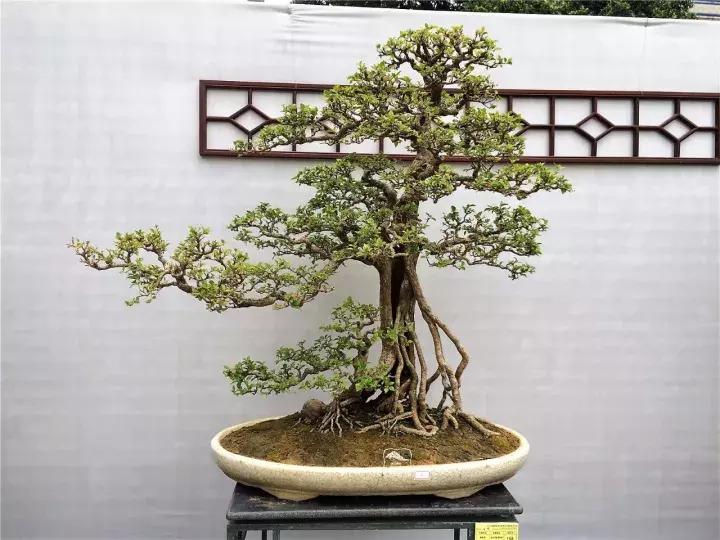 造型极美的盆景一起来欣赏,一组风吹出来的盆景欣赏动感十足