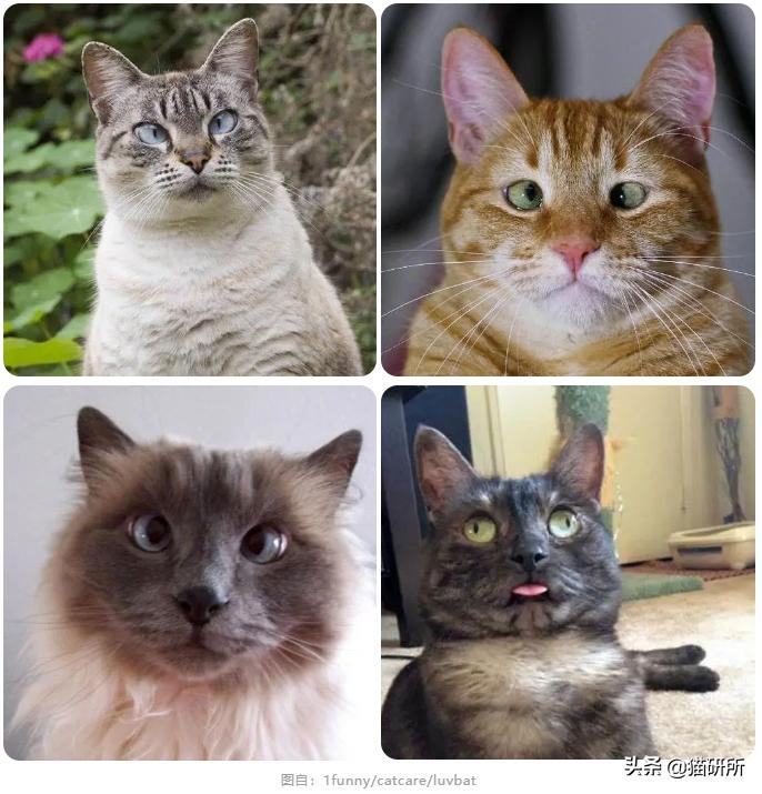 猫咪斗鸡眼是什么意思,猫咪斗鸡眼困倦不爱动微微颤抖