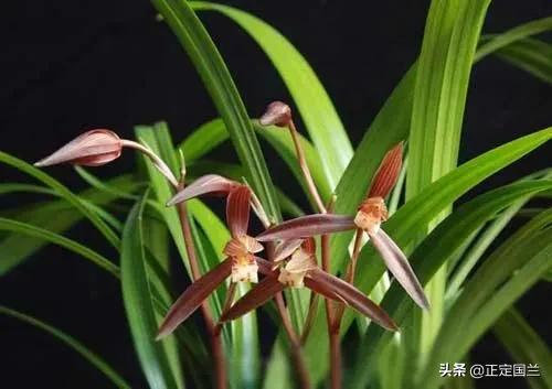 为什么兰花被称为国兰,为什么兰花又叫国兰