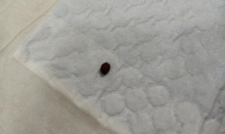 公猫膀胱结石手术,公犬尿道结石手术