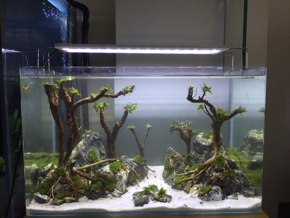 中国草缸,中国草缸造景图