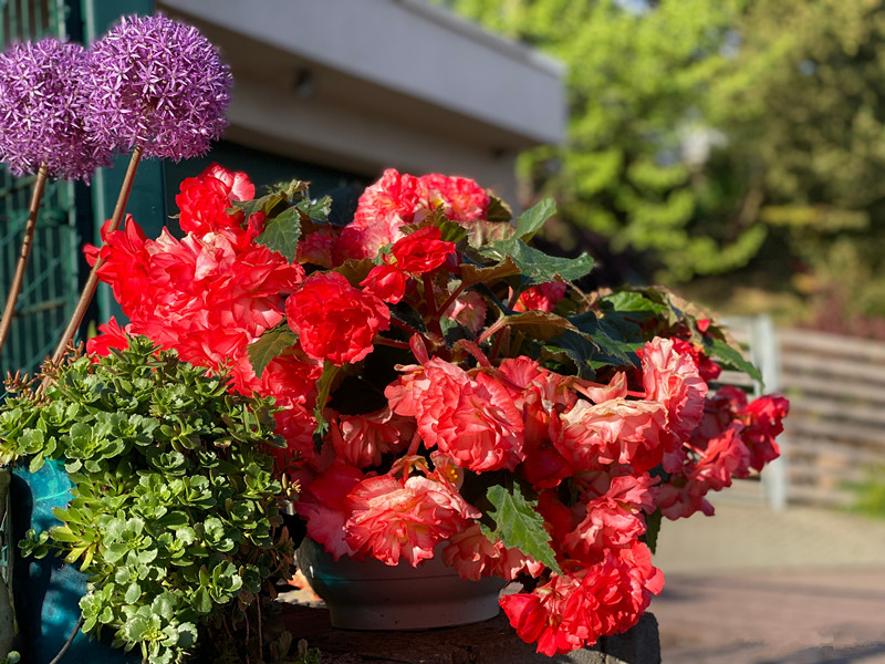 开直立花的秋海棠怎么养,四季秋海棠的光照