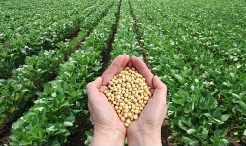 大豆苗萎蔫怎么解决,大豆枯萎怎么回事