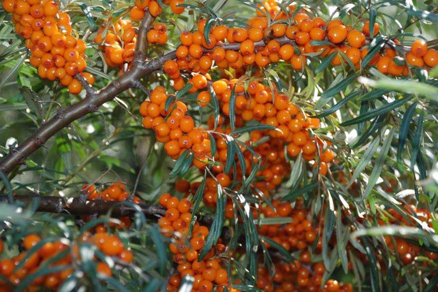 知否知否里的枣,知否知否中出现的水果