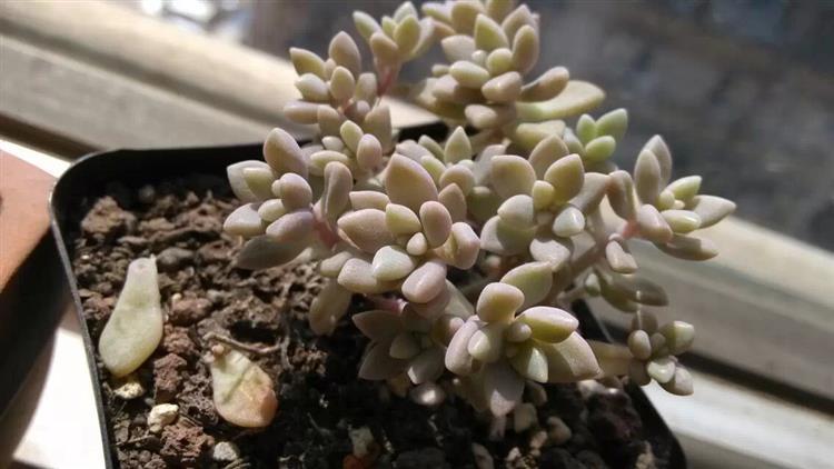 放暑假多肉怎么办,南方暑假不在家多肉怎么办