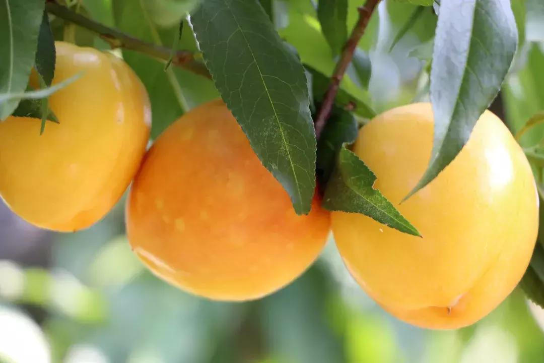 不是仙桃，胜似仙桃！甜、香、鲜的桃界新宠，老人小孩超爱吃