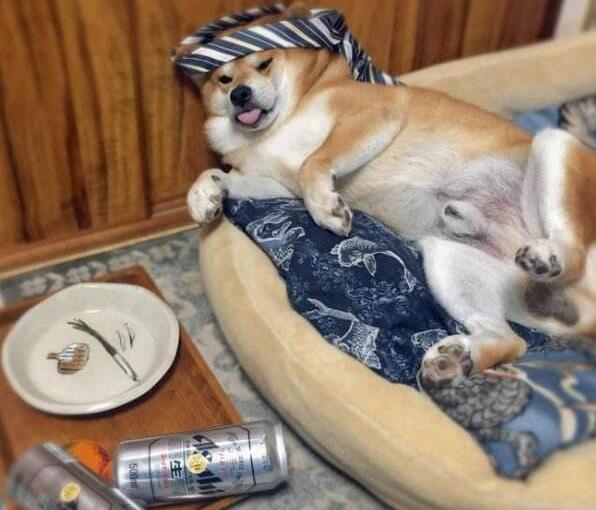 狗狗喝酒有什么危害,狗狗能喝酒吗有什么危害
