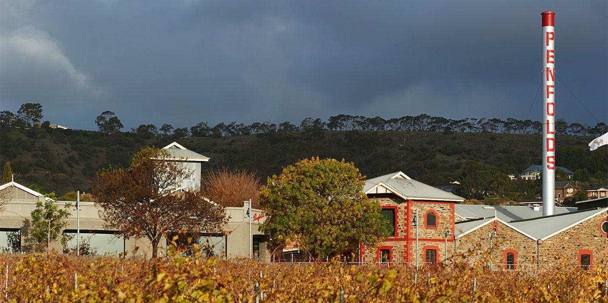 奔富未来前景如何,奔富为什么成商务酒