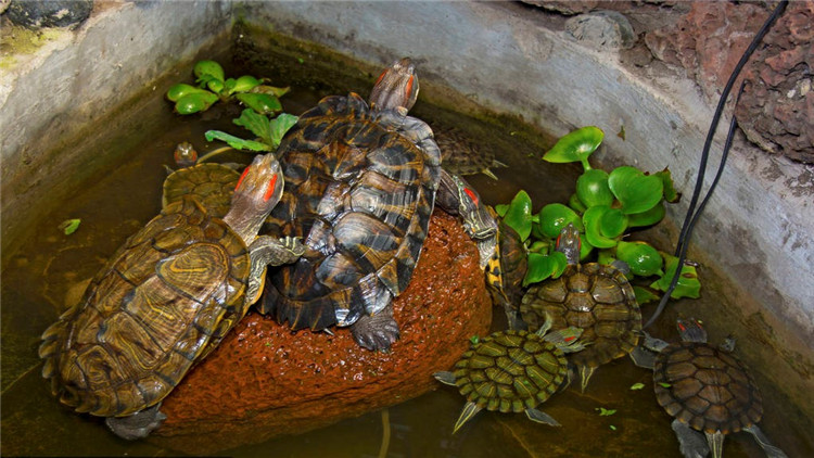 乌龟不吃东西有什么解决方法,乌龟不吃东西解决方法