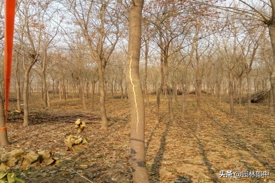 丝棉木树皮开裂原因,桦木容易开裂吗为什么