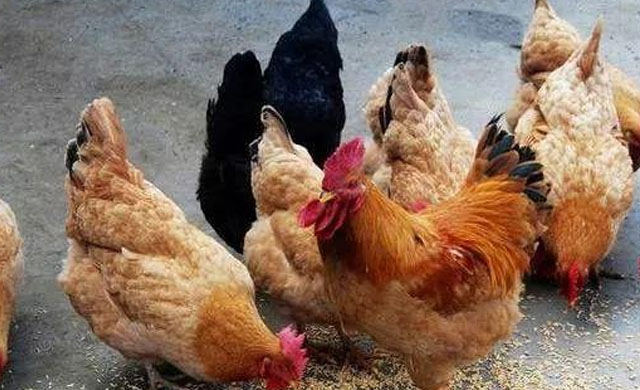 鸡张嘴伸脖怪叫,鸡张嘴伸头是什么问题