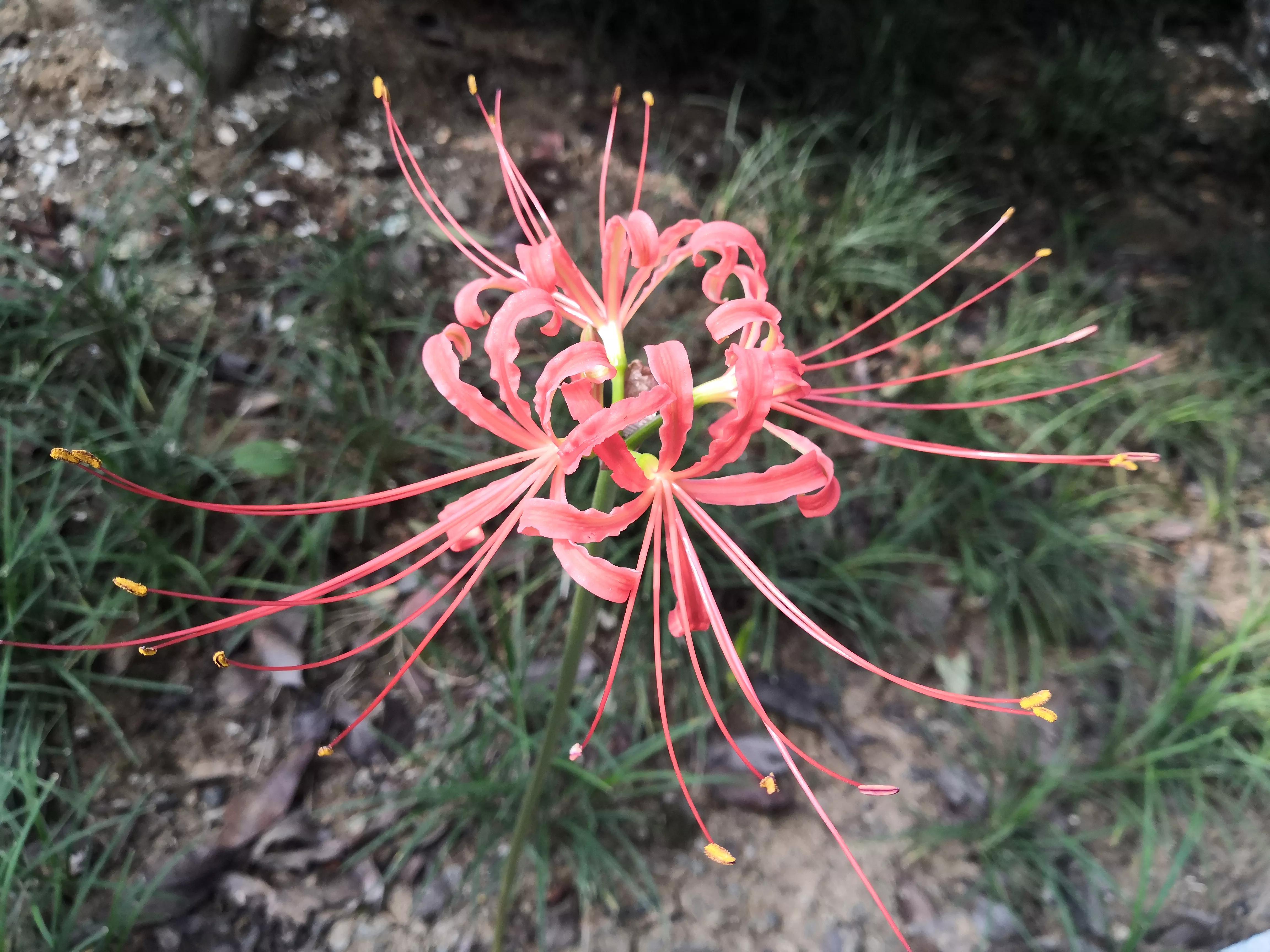 曼珠沙华有毒吗怎么养 (曼珠沙华有毒吗可以治吗)