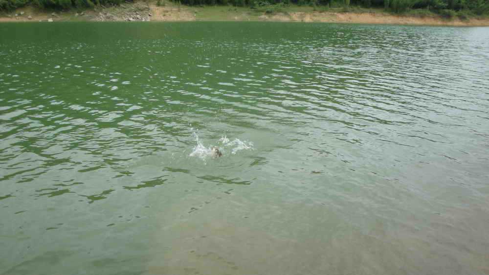 钓鱼的乐趣诗词,钓鱼之乐趣