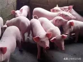 母猪产后后腿瘫痪一招解决,母猪产后瘫痪可以采取的措施是