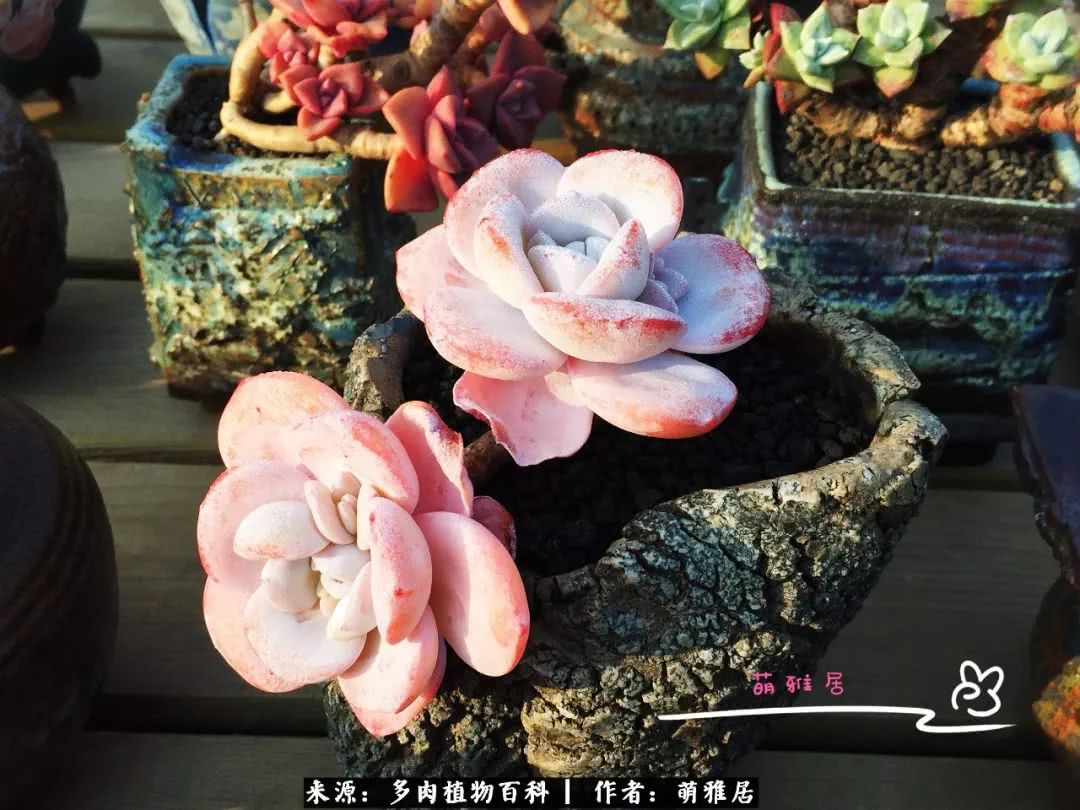 鍒濆啲鏆栭槼鍥寸倝鐓尪,鍐洦鍝佽尪