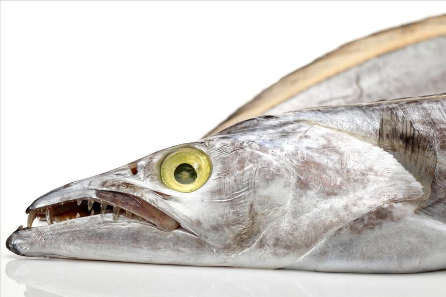 买带鱼是白霜多的好还是少的好,郑州海鲜市场带鱼怎么分辨好坏