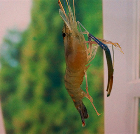 盐水虾的做法大饭店,私房盐水虾的家常做法