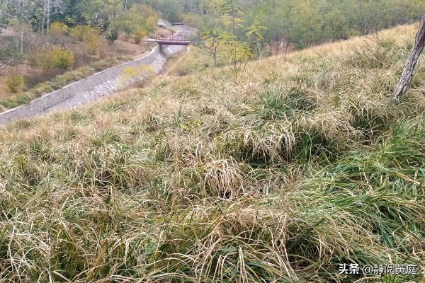 刘禹锡为什么要去牵牛织女家,刘禹锡关于黄河