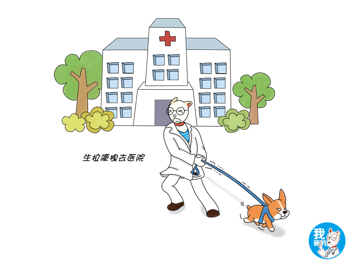 狗狗不愿意戴牵引绳咬人,狗狗不愿意戴牵引