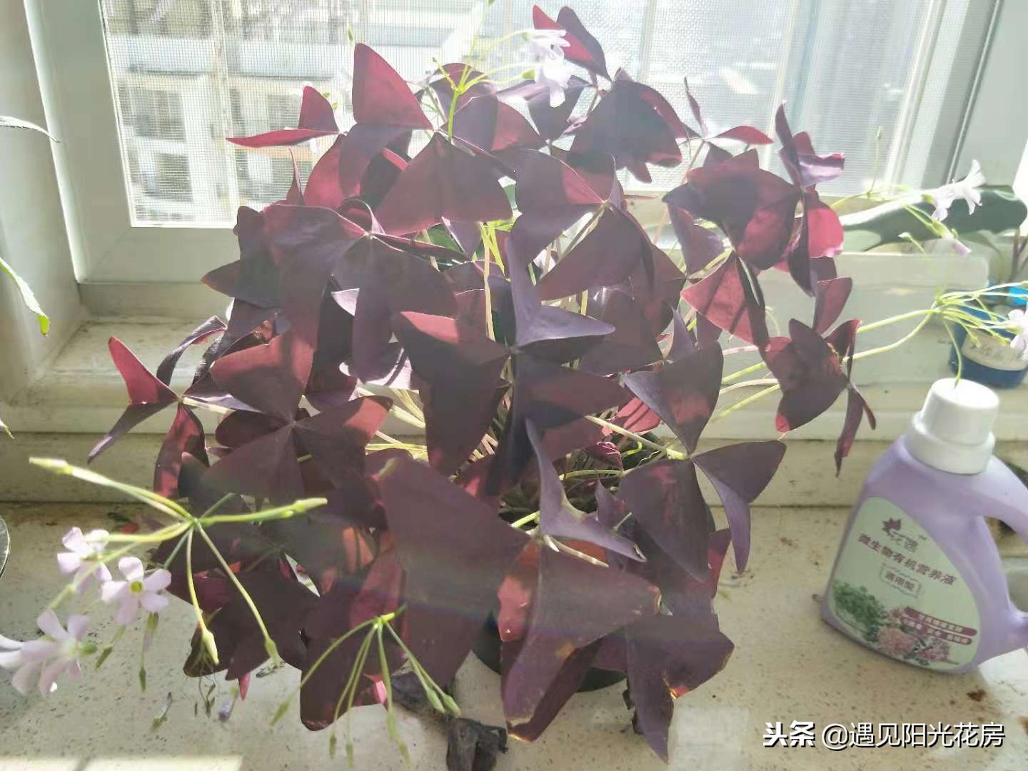 紫叶酢浆草入冬后可以晒太阳吗,紫叶酢浆草叶子发黑怎么办