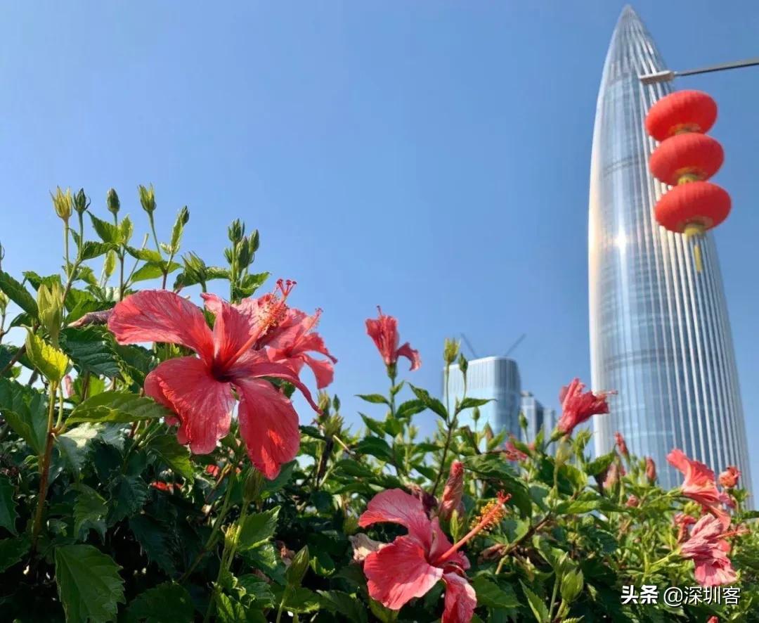 猥琐发育别浪的配音,猥琐发育别浪什么梗