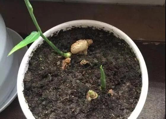 生姜盆景怎么种植,生姜盆景种植方法