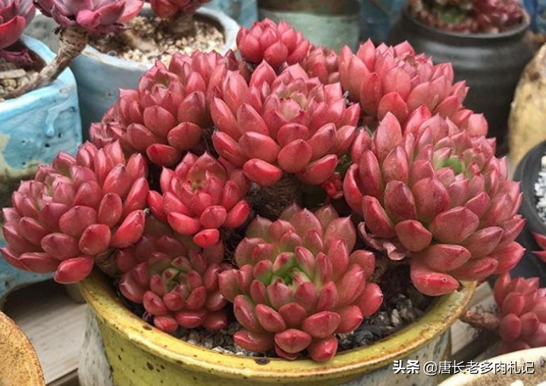 红宝石多肉什么时候换盆,多肉红宝石多长时间换一次盆