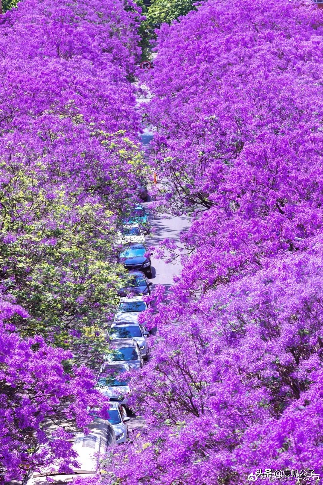 被大理的美景所折服,被丽江的风景美到了