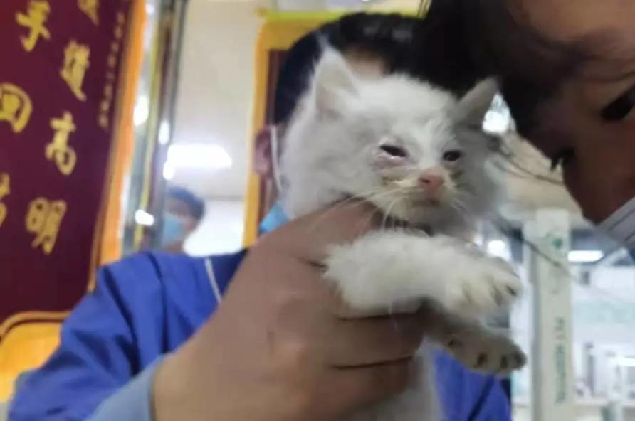 找领养新成员|你好呀，铲屎官