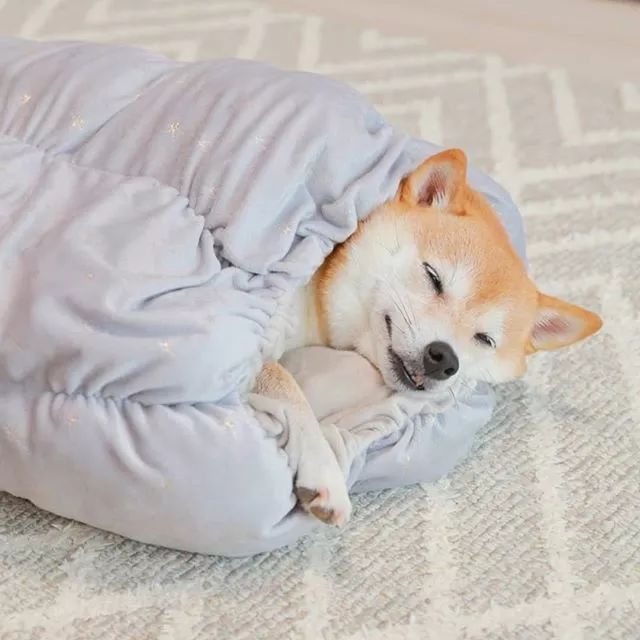 比人还会拍照的狗,简直萌炸朋友圈了