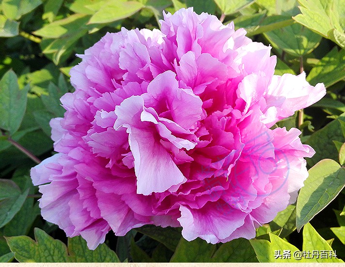 粉色牡丹什么品种好养,西南牡丹太平红
