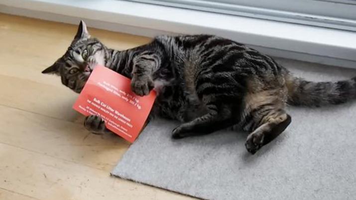 猫咪容易抓坏沙发怎么办,家里猫咪不养了怎么处理