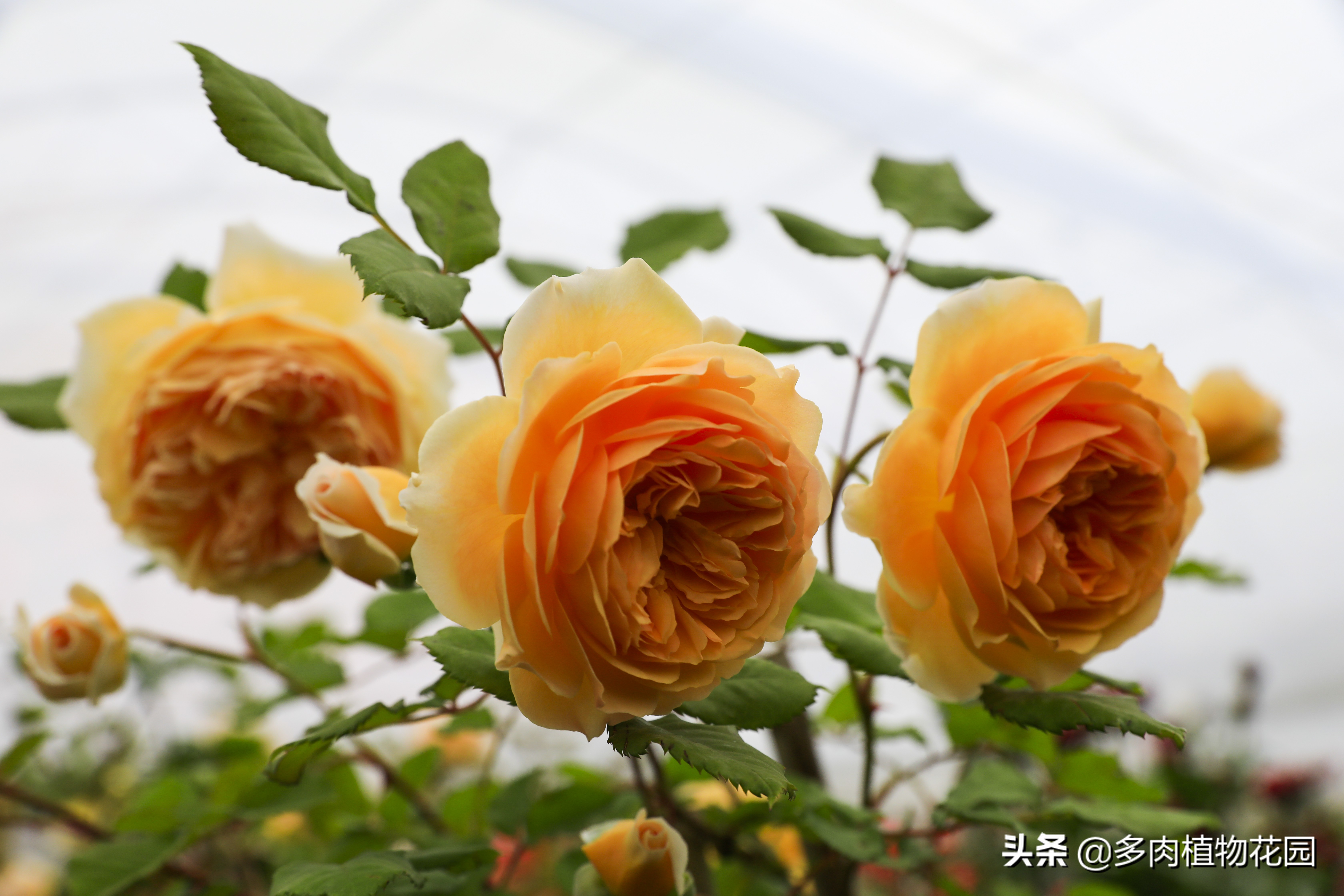 月季花霜霉病治疗方法,预防月季花霜霉病使用什么药