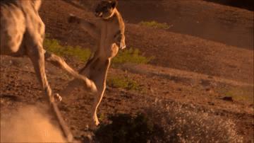 吃长颈鹿治艾滋病？为保护谣言下的生命他们建了家世界唯一的酒店