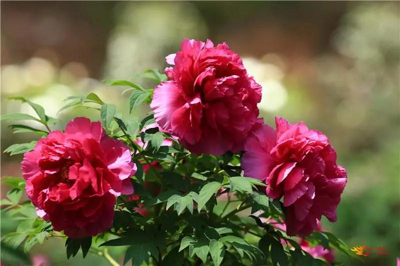 瞧!这花花世界谁不爱