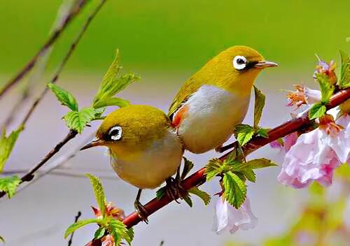 绣眼鸟叫声,绣眼鸟的视频欣赏