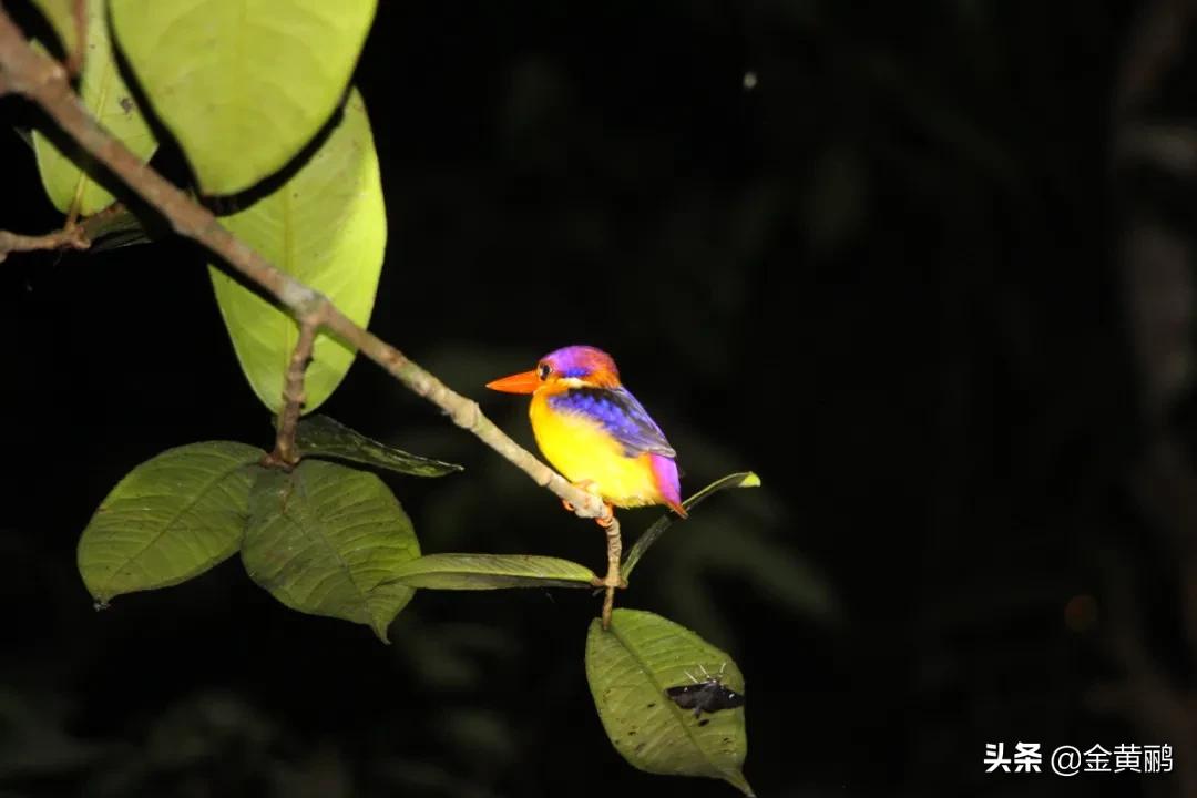 为什么云南女人长相好看,云南真的很漂亮吗