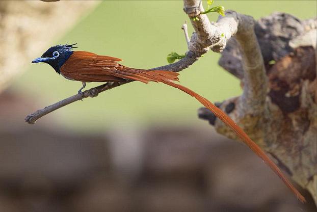 东江揽胜,惠州淡水常见鸟类图谱